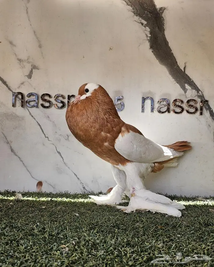 انثى نفاخ مسوبع مستوى (( تم البيع )) 0