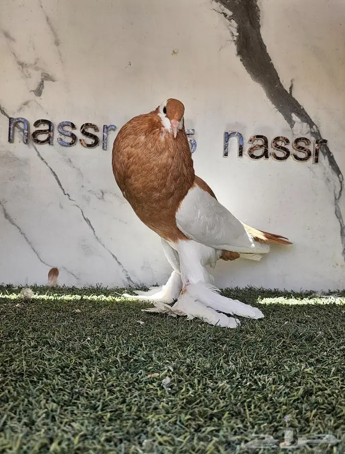 انثى نفاخ مسوبع مستوى (( تم البيع )) 4