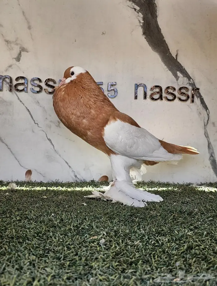 انثى نفاخ مسوبع مستوى (( تم البيع )) 3