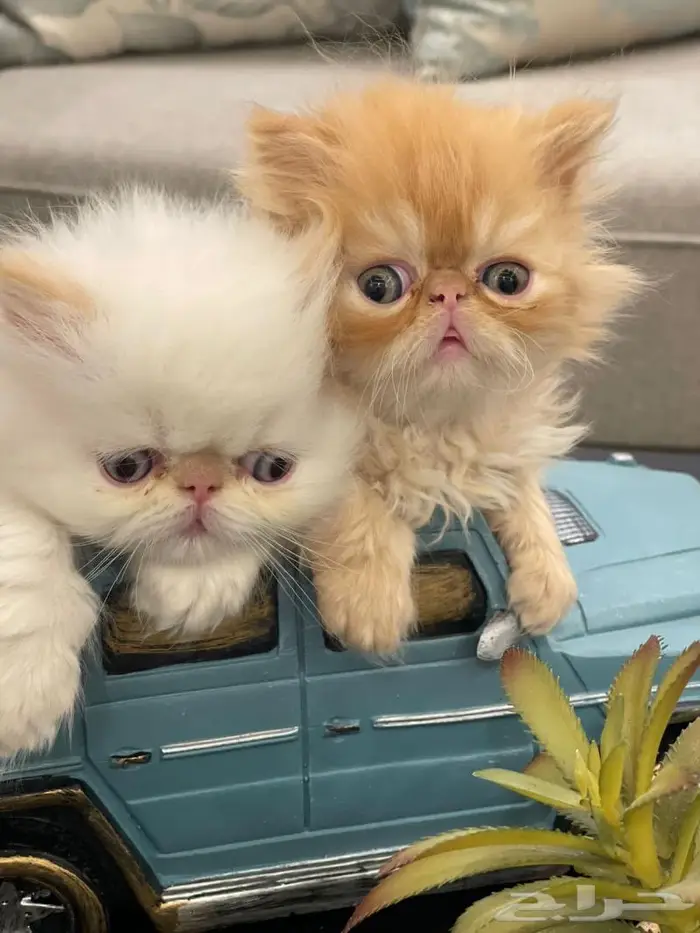 متاح فندقة وتزاوج قطط مستويات توب التوب 0