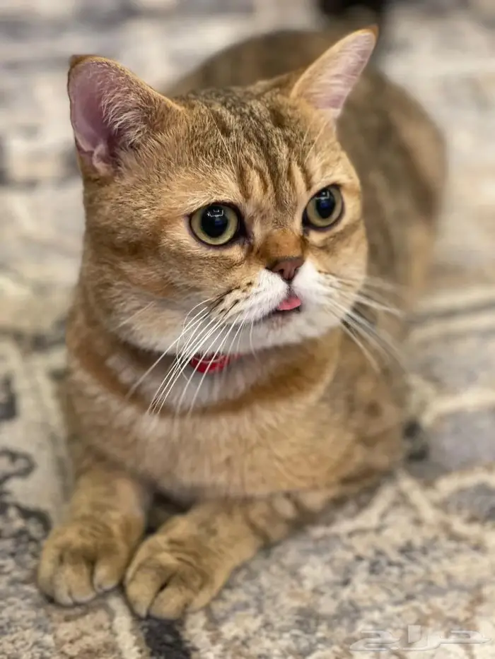 متاح فندقة وتزاوج قطط مستويات توب التوب 4