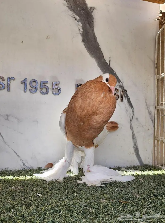 انثى نفاخ مسوبع مستوى (( تم البيع )) 1