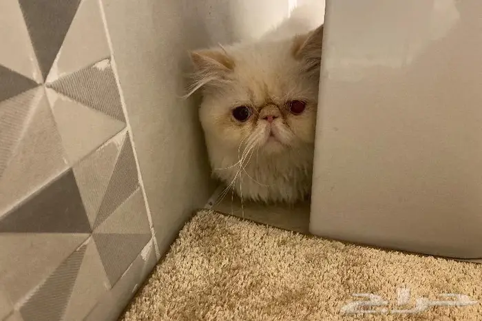 متاح فندقة وتزاوج قطط مستويات توب التوب 2