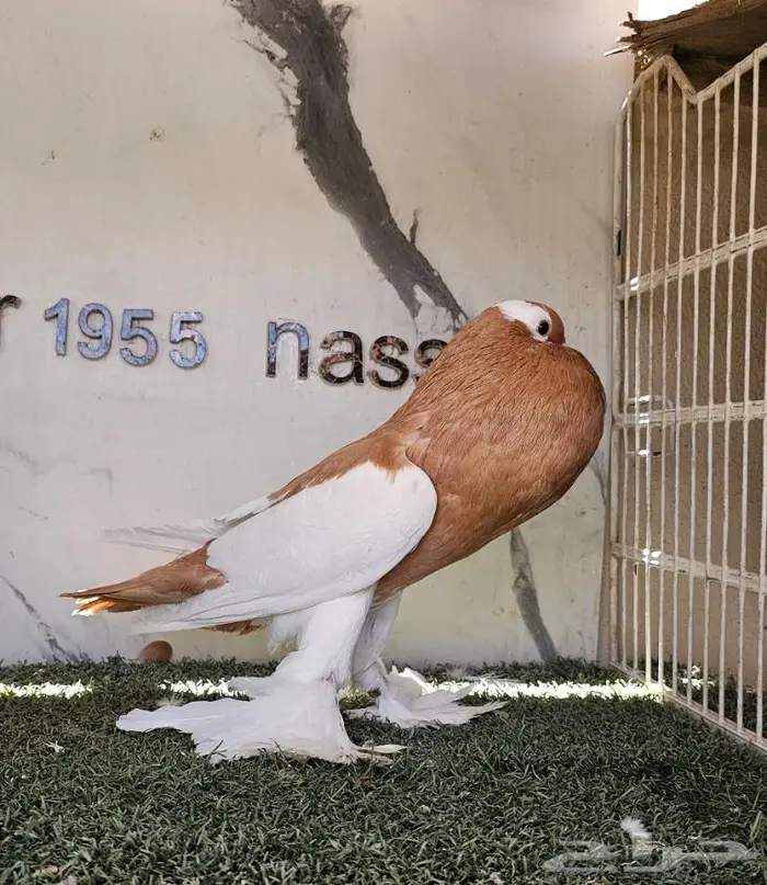 انثى نفاخ مسوبع مستوى (( تم البيع )) 5