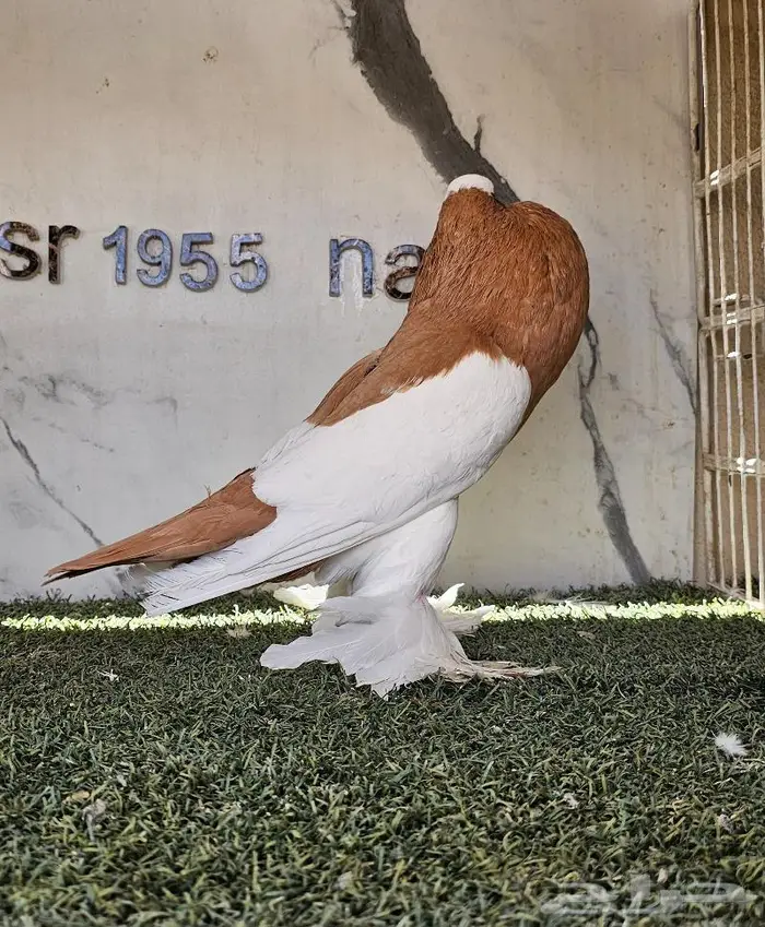 انثى نفاخ مسوبع مستوى (( تم البيع )) 2