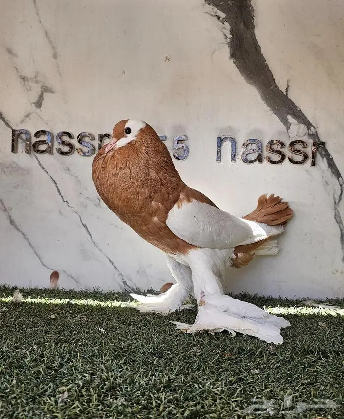 انثى نفاخ مسوبع مستوى (( تم البيع )) 6