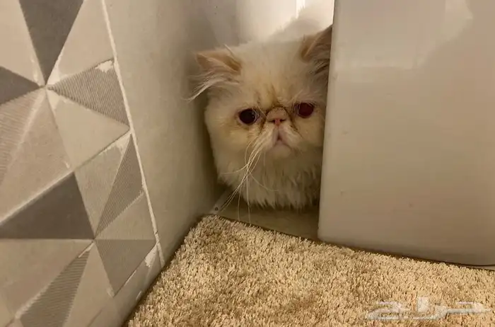 يوجد فندقة قطط وتزاوج مستويات توب أصول مستوردة 1