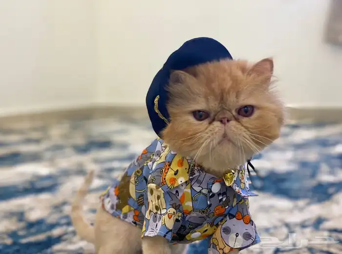 يوجد فندقة قطط وتزاوج مستويات توب أصول مستوردة 2