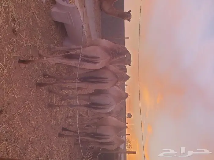 قعدان مستورده تربيه للبيع 0