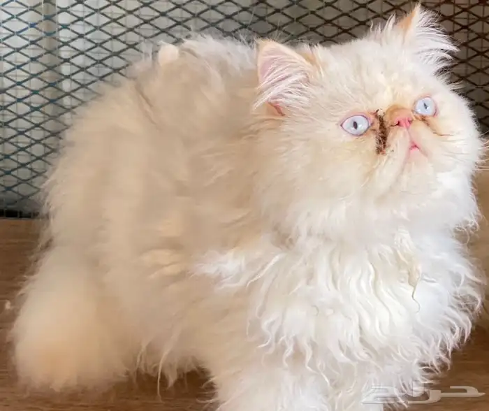 يوجد فندقة قطط وتزاوج مستويات توب أصول مستوردة 3