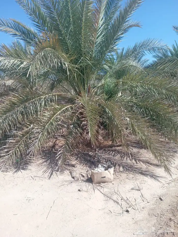 جثايث صقعي طيبه توصيل جميع مناطق المملكة 0