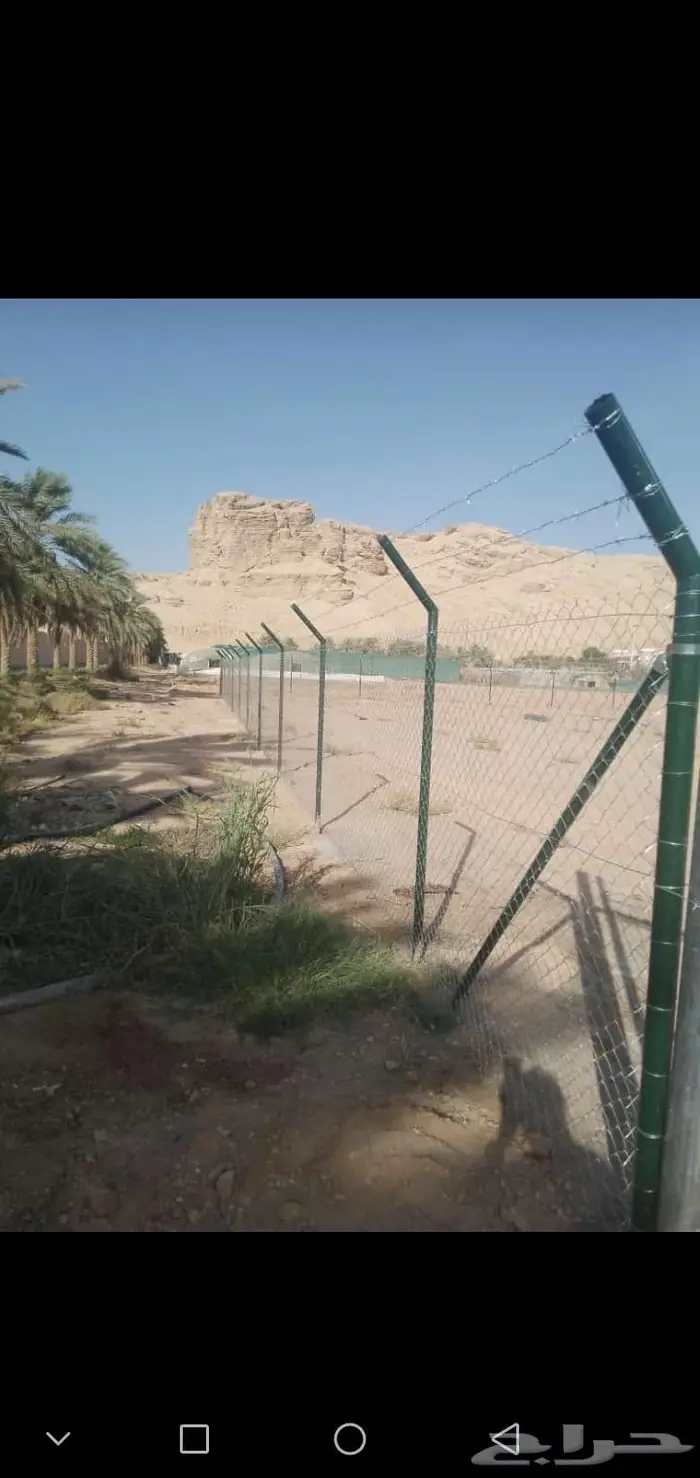 يوجد لدينا جميع انواع النخيل العربي والوشنطني 0