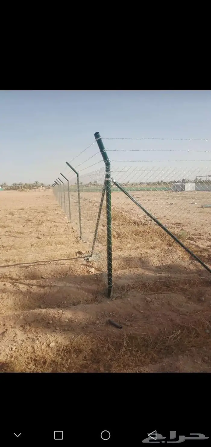 يوجد لدينا جميع انواع النخيل العربي والوشنطني 1