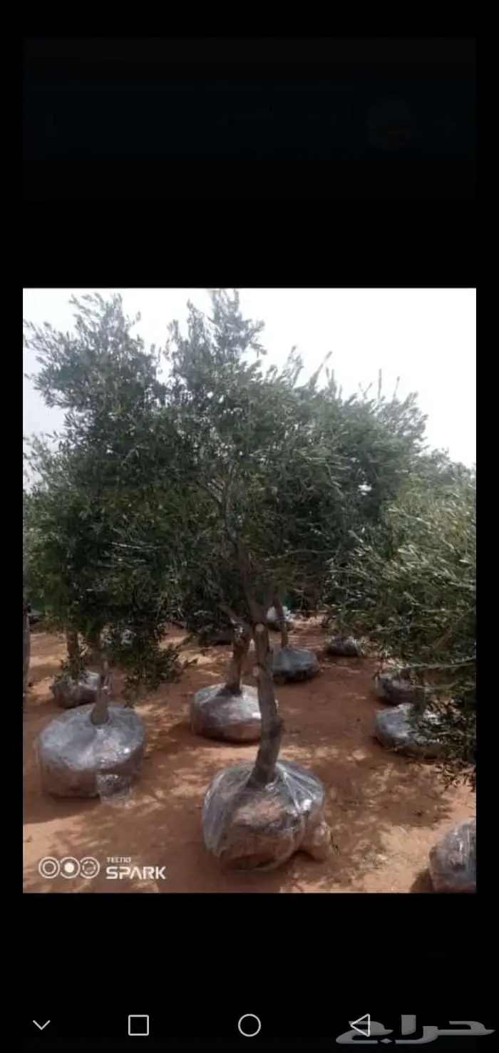 يوجد لدينا جميع انواع النخيل العربي والوشنطني 2