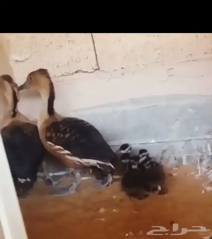 ماشاءالله من النوادر بط الصفار تم البيع 3