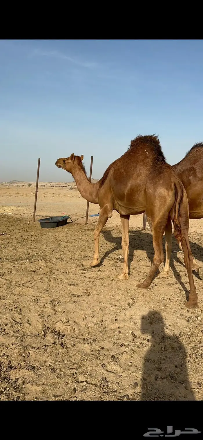 بكار حمر جدعات سواحل 0