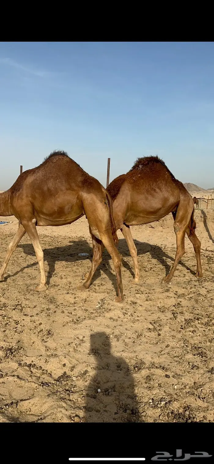 بكار حمر جدعات سواحل 1