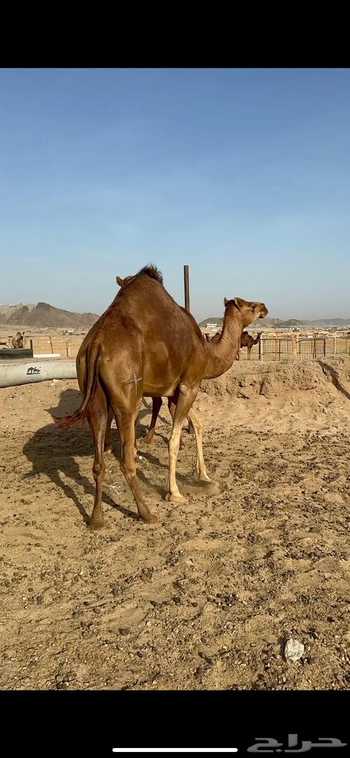 بكار حمر جدعات سواحل 2