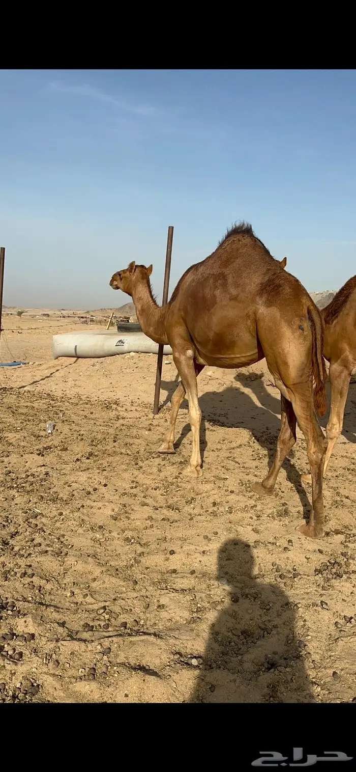 بكار حمر جدعات سواحل 4