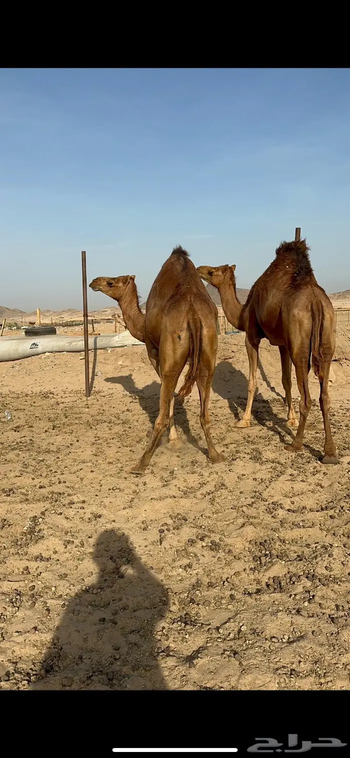 بكار حمر جدعات سواحل 5