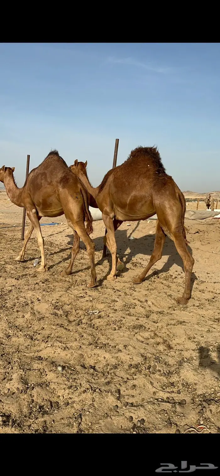 بكار حمر جدعات سواحل 6