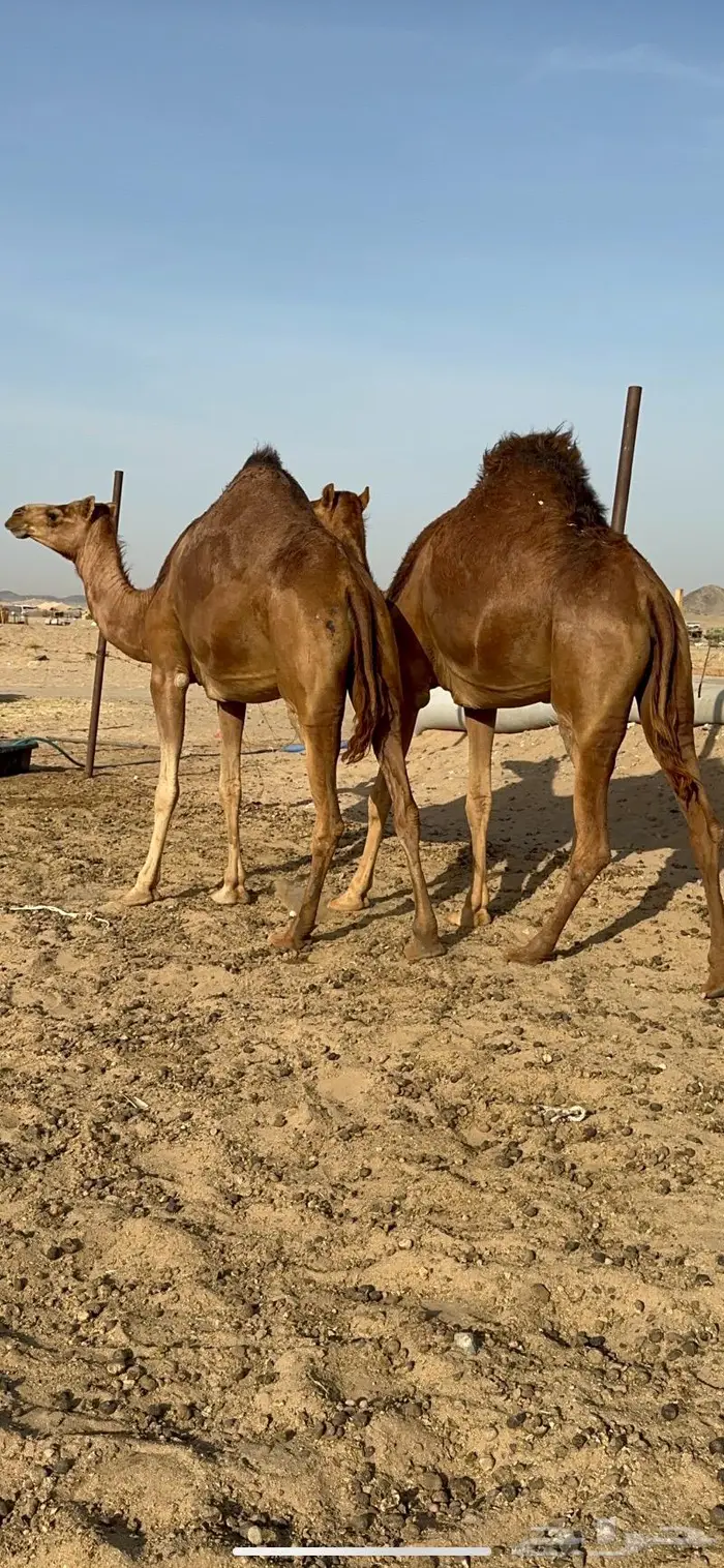 بكار حمر جدعات سواحل 7