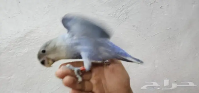 ببغاء روز اليف وهدد 2