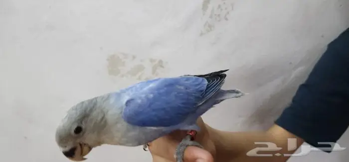 ببغاء روز اليف وهدد 3