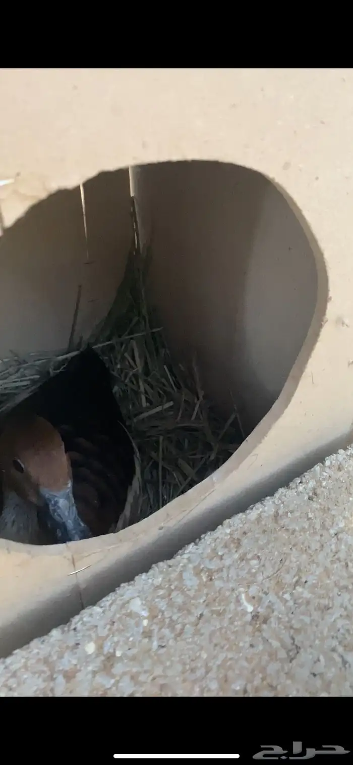ماشاءالله من النوادر بط الصفار تم البيع 2