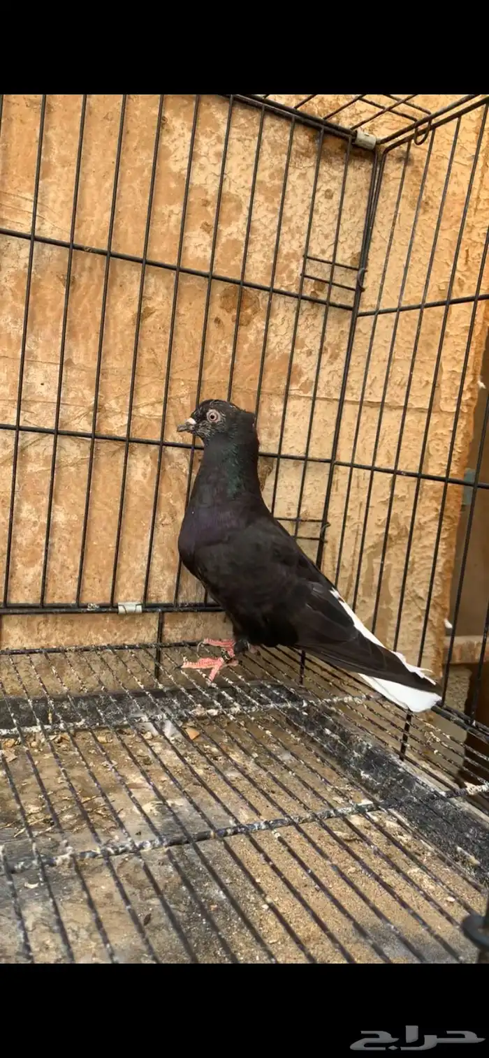 حمام ايراني 3