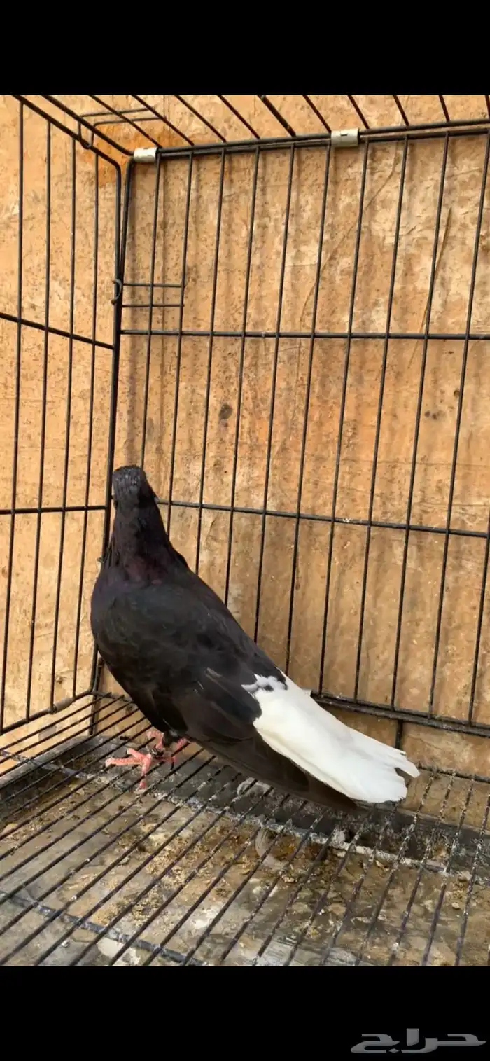 حمام ايراني 6