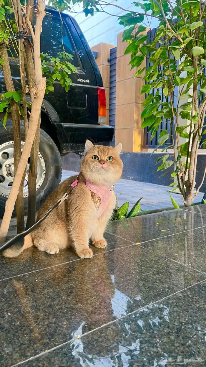ذكر سكوتش تزاوج 7