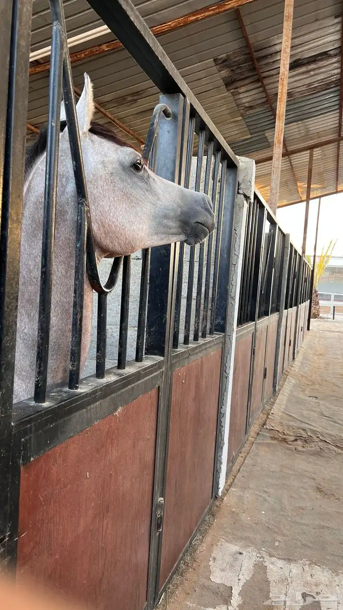 تأجير مربط وايواء خيل بأسعار طيبه بإشراف دكتور بيطري سعودي 6
