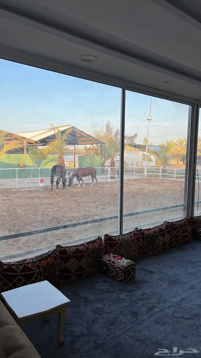 تأجير مربط وايواء خيل بأسعار طيبه بإشراف دكتور بيطري سعودي 7
