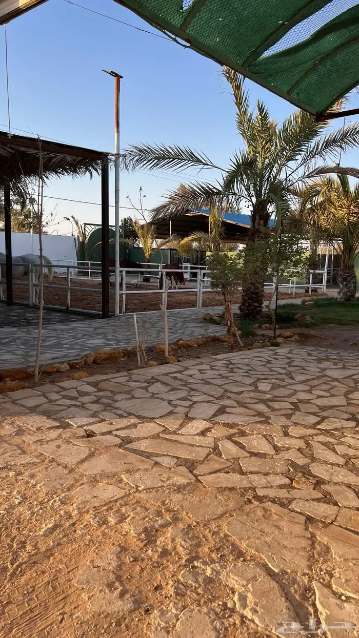 تأجير مربط وايواء خيل بأسعار طيبه بإشراف دكتور بيطري سعودي 0