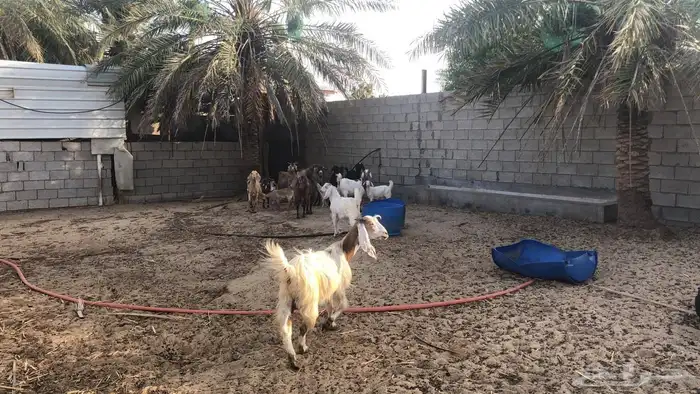 مزرعة للإيجار 3