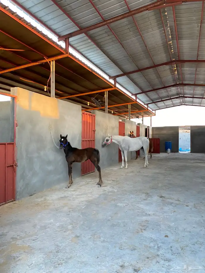 إيواء غرف خيل 5