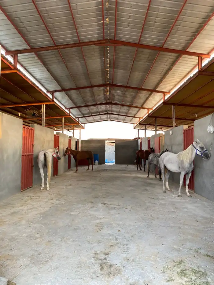 إيواء غرف خيل 6