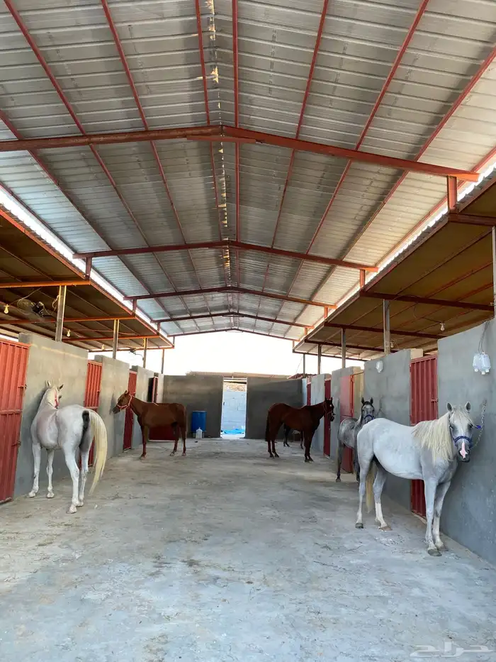 إيواء غرف خيل 4