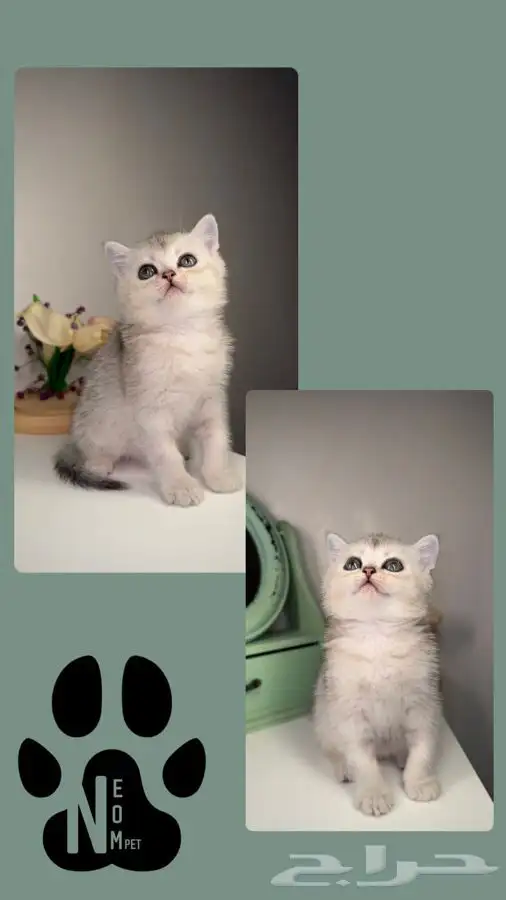 قطط للبيع بيرشن سكوتش فولد هاف بيكي مون فيس هاف مون انثى ذكر 4