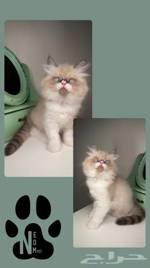 قطط للبيع بيرشن سكوتش فولد هاف بيكي مون فيس هاف مون انثى ذكر 2