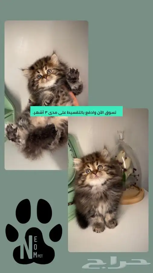 قطط للبيع بيرشن سكوتش فولد هاف بيكي مون فيس هاف مون انثى ذكر 1