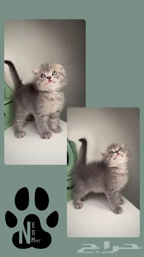 قطط للبيع بيرشن سكوتش فولد هاف بيكي مون فيس هاف مون انثى ذكر 5