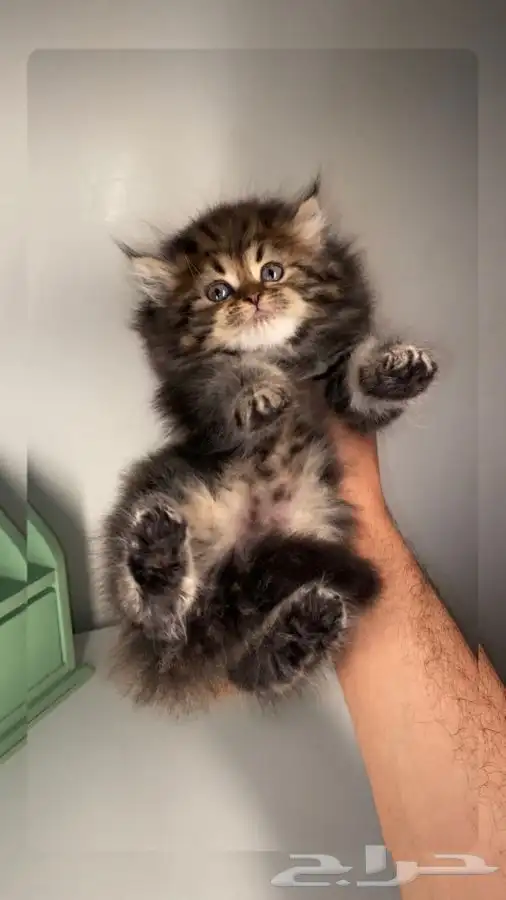 قطط للبيع بيرشن سكوتش فولد هاف بيكي مون فيس هاف مون انثى ذكر 0