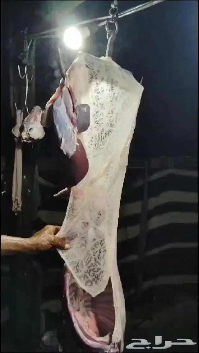 خرفان حري فل على شعير وبرسيم وذره 2
