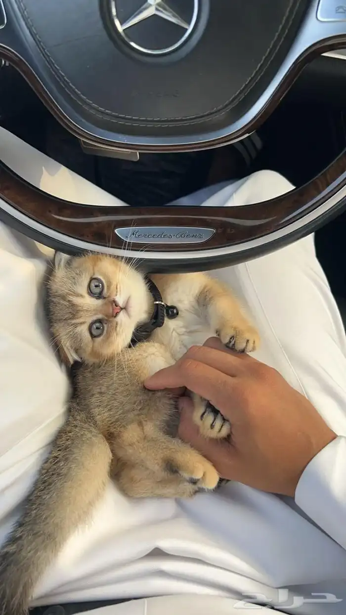 ذكر سكوتش تزاوج 5