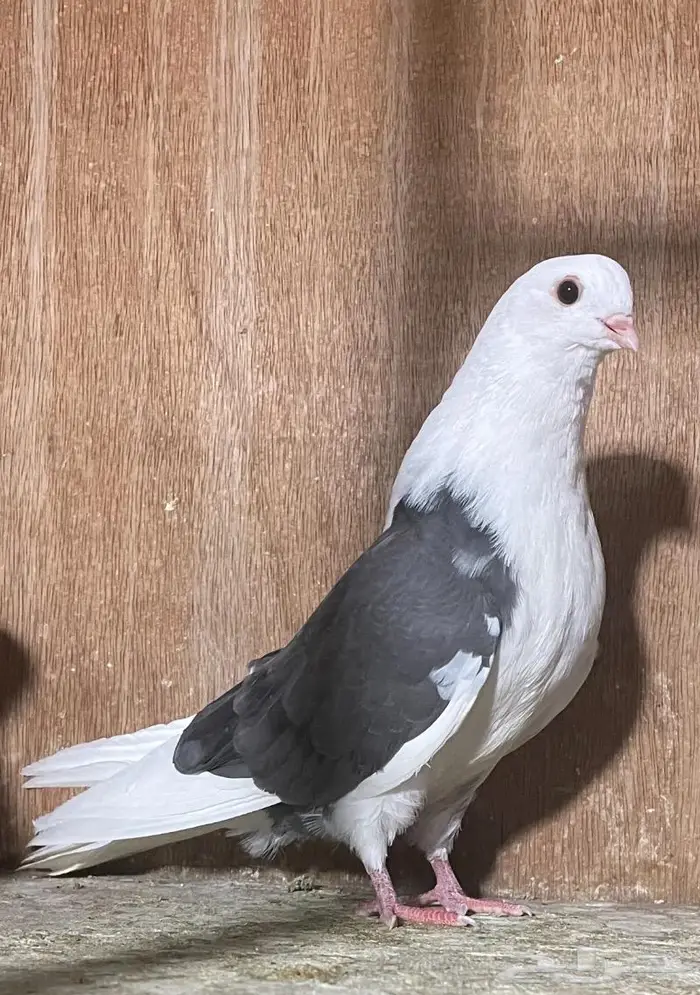 طبه طهراني ( مستوى ) 0