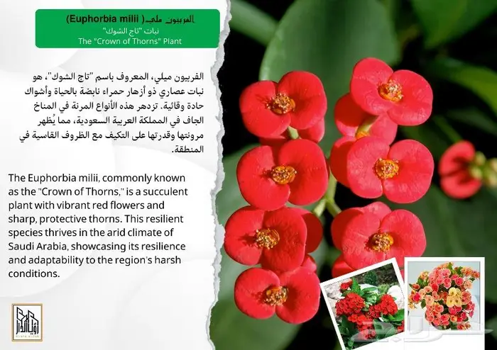 تجميل منزلك بنباتات الزينة الرائعة 9