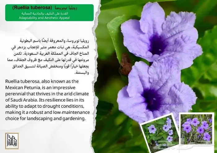 تجميل منزلك بنباتات الزينة الرائعة 10