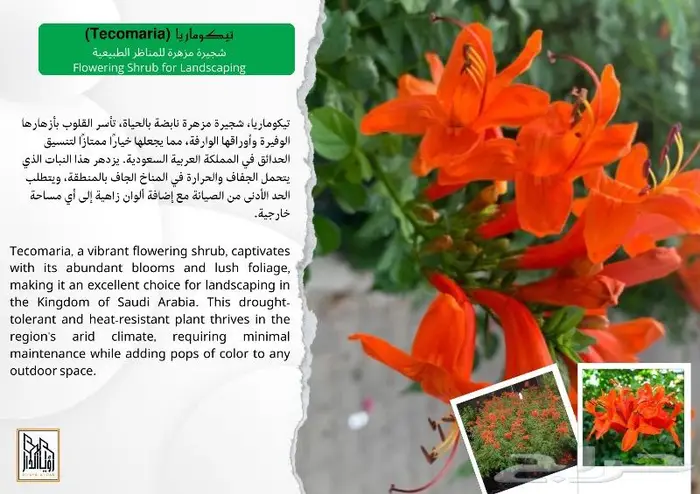 تجميل منزلك بنباتات الزينة الرائعة 11